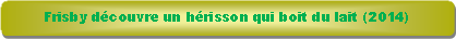 Rectangle � coins arrondis: Frisby d�couvre un h�risson qui boit du lait (2014)